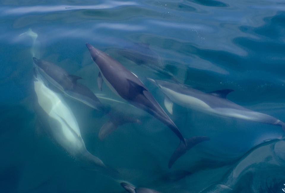 Dolphins and whales in Lisbon