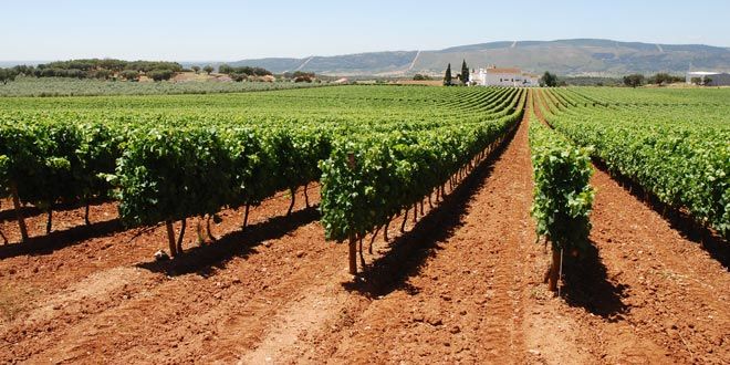 Guided tour and tasting of Alentejo wines