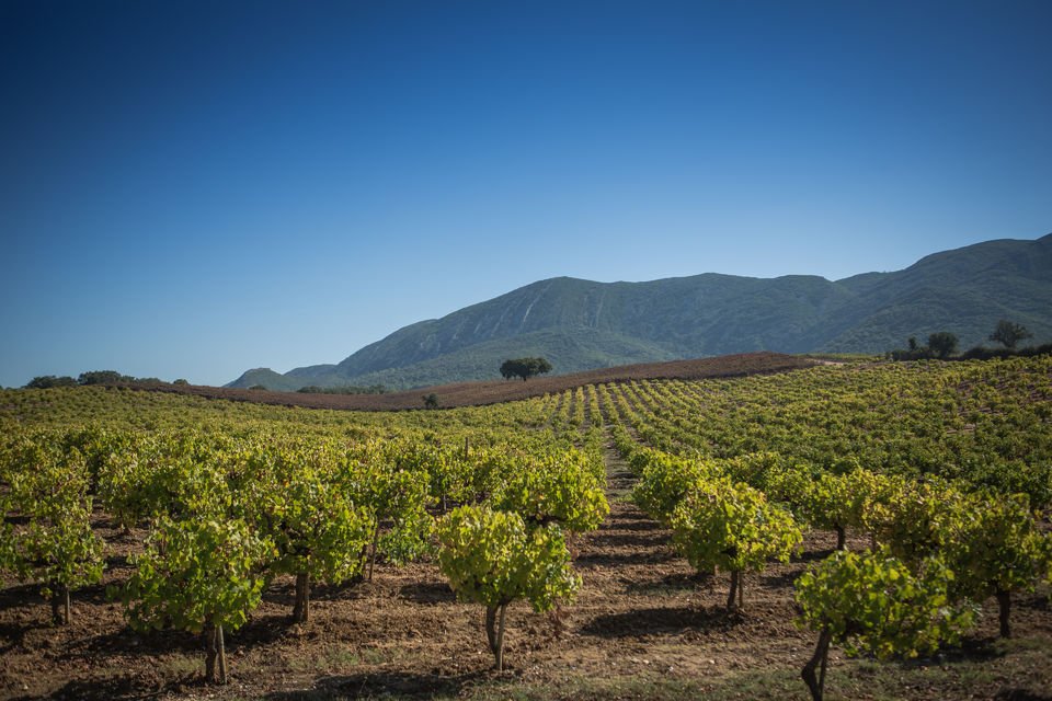 Guided tour of the vineyard of Arrábida