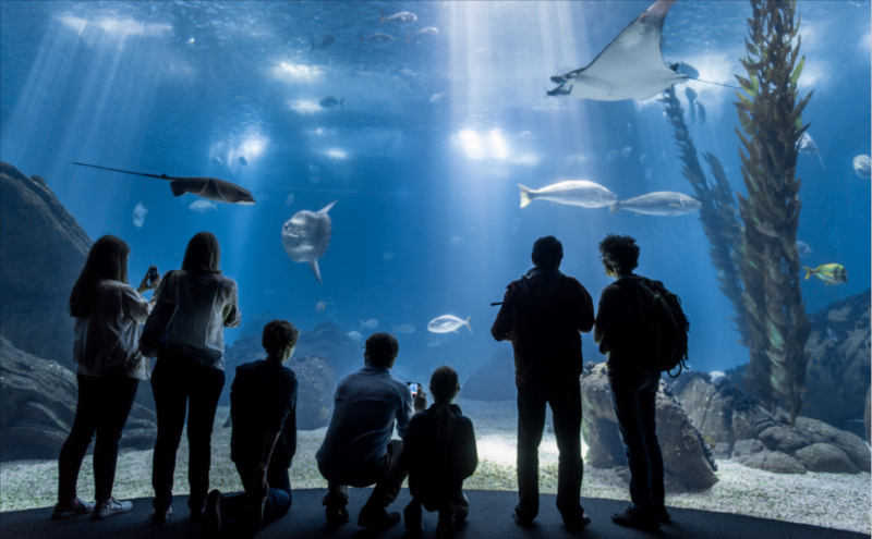 lisbon aquarium: things to do in lisbon