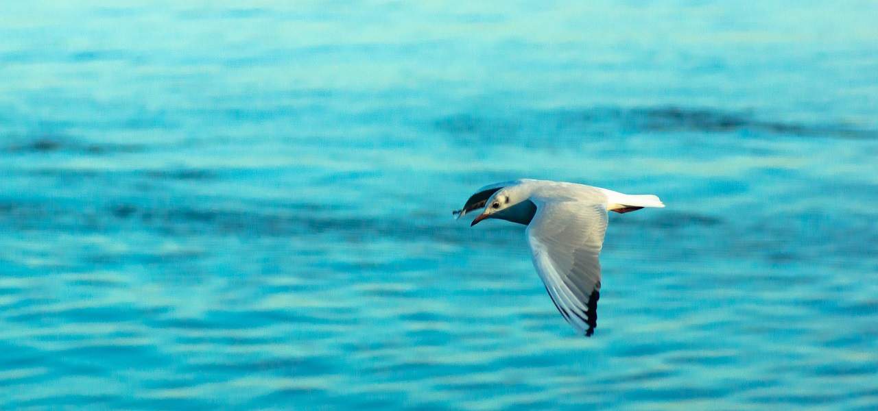 Aquashow Portugal Parc oiseaux